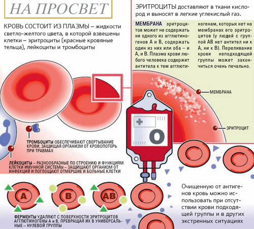 Реферат: Физиология крови 2