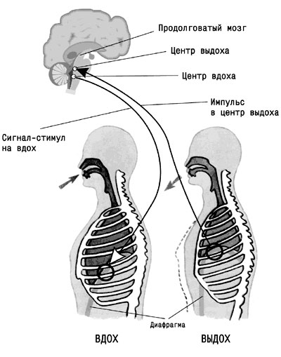 Доклад по теме Механизмы регуляции дыхания. Роль ЦНС в регуляции дыхания. Понятие о функциональной системе