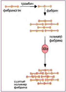 Схема образования фибрина
