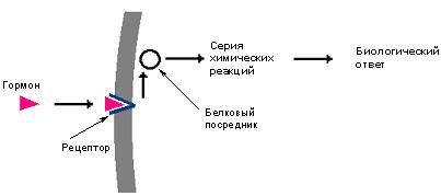 Гемоглобин это фибриллярный белок