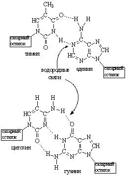 Водородный связи между аденином и тимином. Водородные связи между аденином и тимином. Образование водородных связей между аденином и тимином. Связи стабилизирующие и формирующие молекулы нуклеиновых кислот. Аденин с тимином в двухцепочечной молекуле ДНК соединяется.