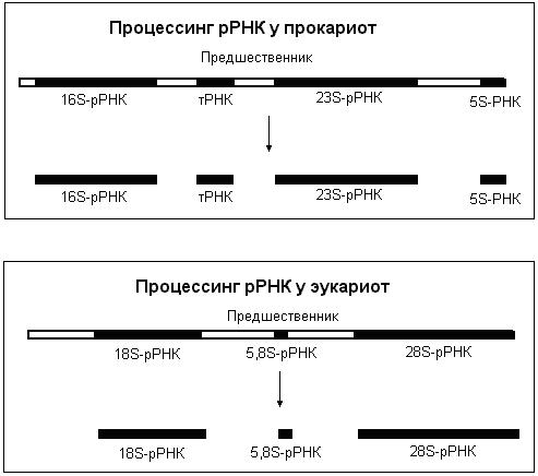 Схема переноса генетической информации в клетке роль матрицы