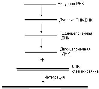 Схема переноса генетической информации в клетке роль матрицы