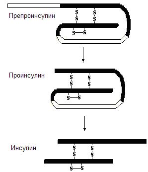 Синтез инсулина. Инсулин строение образование из проинсулина. Схема образования инсулина. Схема образования инсулина биохимия. Синтез инсулина из проинсулина.