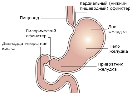 Желудочно кишечная фаза секреции