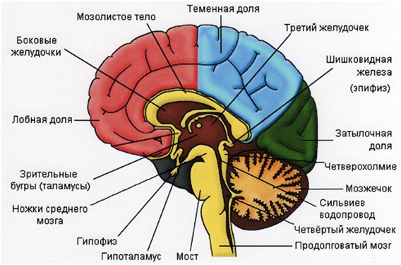 Физиология человека и животных » 4. Структурно-функциональная  характеристика основных отделов головного мозга